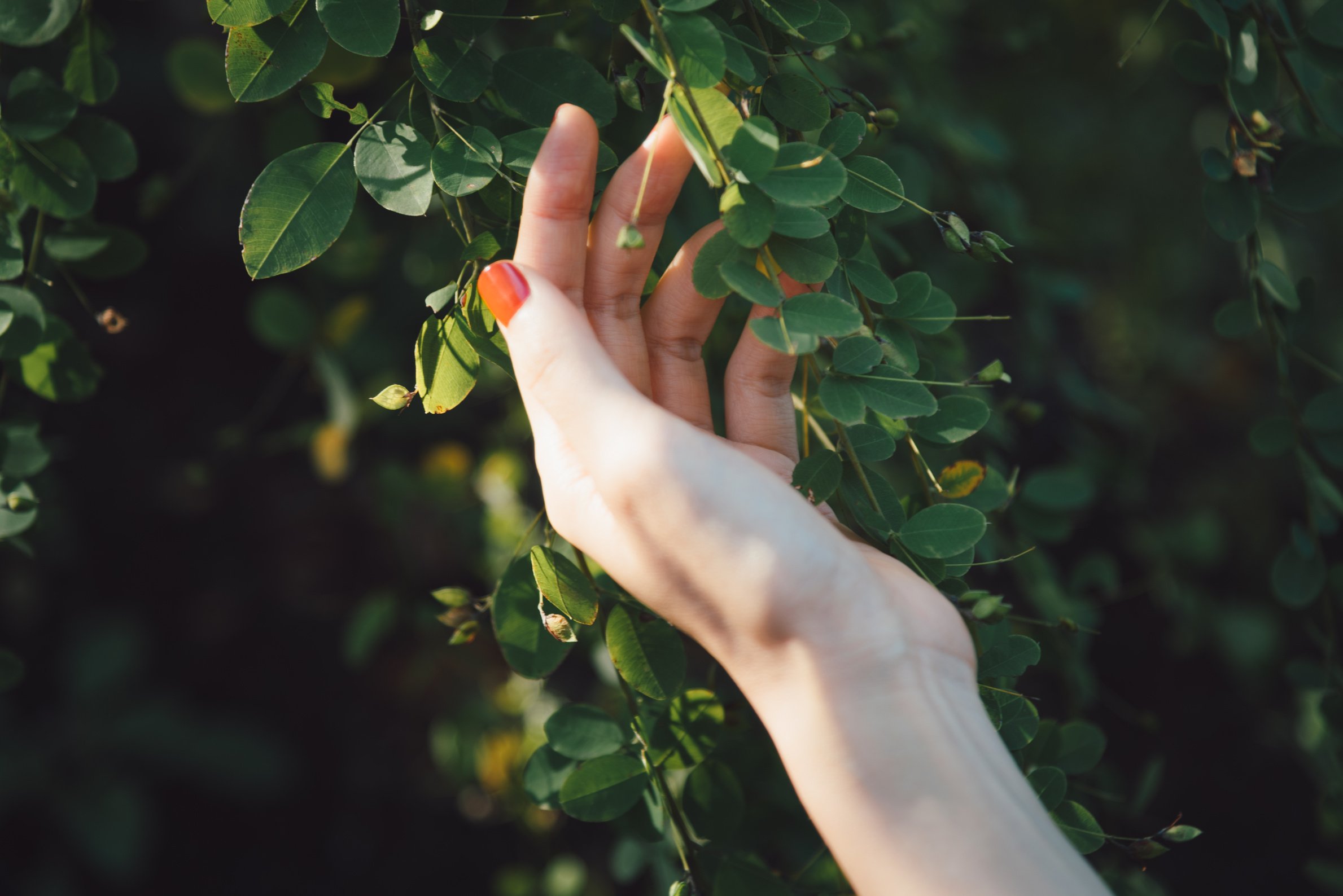 Woman's hand touching plant in nature.